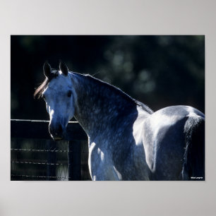 Bob Langrish   Dapple Grey Arab Headshot Backlit Poster