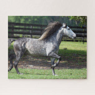 Bob Langrish Dapple Grey Lusitano Stallion Jigsaw Puzzle