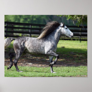 Bob Langrish   Dapple Grey Lusitano Stallion Poster