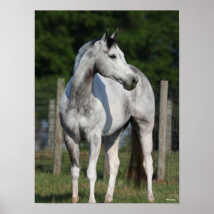 Bob Langrish   Dapple Grey Quarter Horse Standing Poster