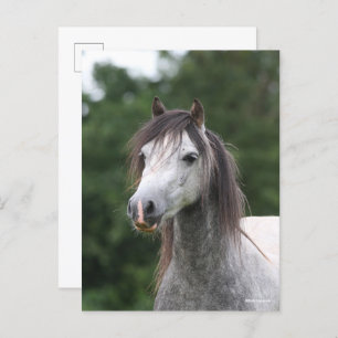 Bob Langrish Dapple Grey Welsh Pony Headshot Postcard