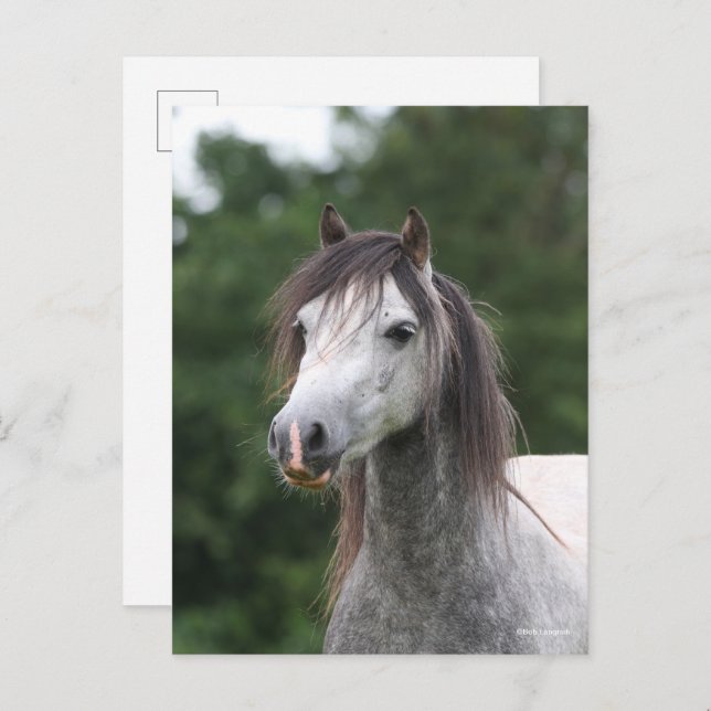 Bob Langrish | Dapple Grey Welsh Pony Headshot Postcard (Front/Back)