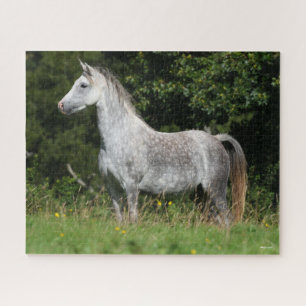 Bob Langrish Dapple Grey Welsh Pony Standing Jigsaw Puzzle