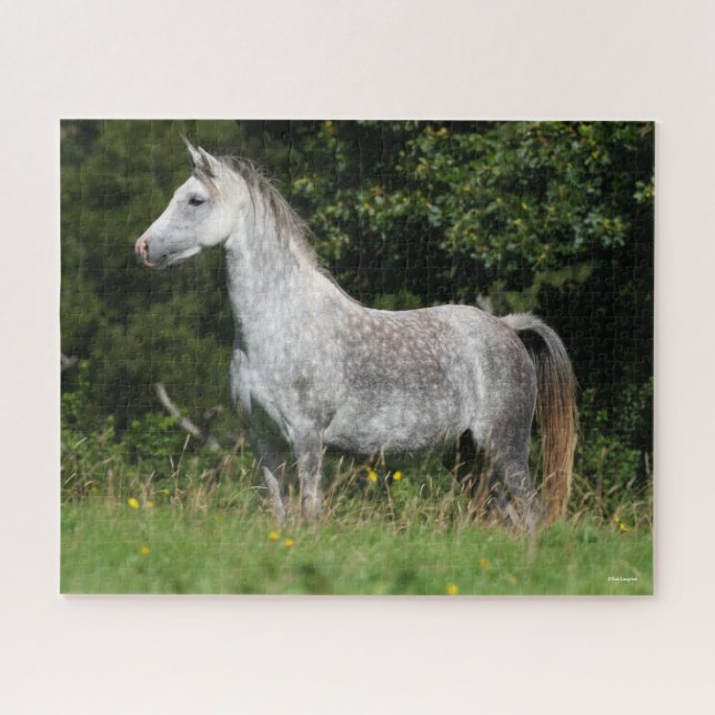 Bob Langrish | Dapple Grey Welsh Pony Standing Jigsaw Puzzle (Horizontal)