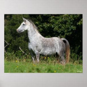 Bob Langrish   Dapple Grey Welsh Pony Standing Poster