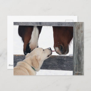 Bob Langrish   Dog Licking Horses Nose Postcard