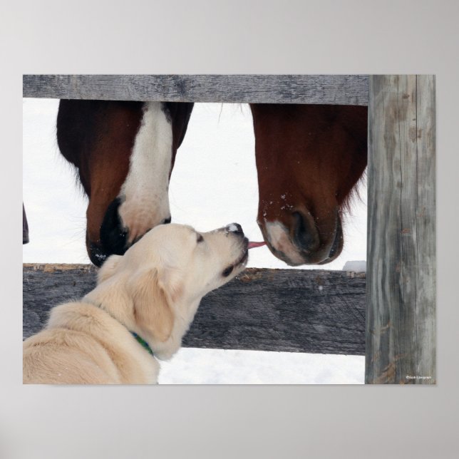 Bob Langrish | Dog Licking Horses Nose Poster (Front)