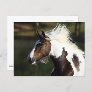 Bob Langrish Drum Horse Headshot Postcard
