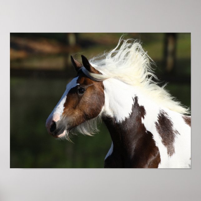 Bob Langrish | Drum Horse Headshot Poster (Front)