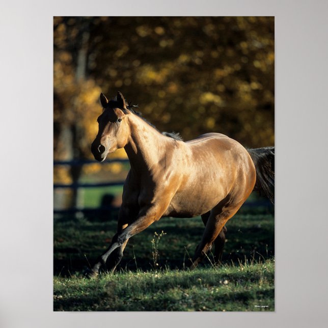 Bob Langrish | Dun Quarter Horse Running Poster (Front)