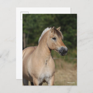 Bob Langrish Fjord Horse Standing Headshot Postcard
