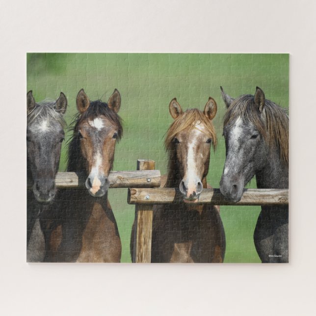 Bob Langrish | Four Andalucian Youngstock At Fence Jigsaw Puzzle (Horizontal)