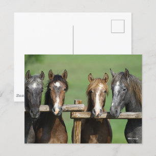 Bob Langrish Four Andalucian Youngstock At Fence Postcard