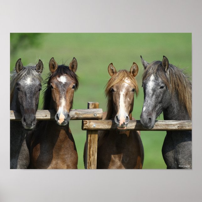 Bob Langrish | Four Andalucian Youngstock At Fence Poster (Front)