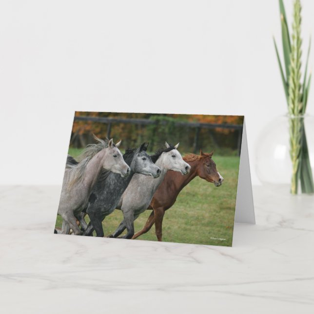 Bob Langrish | Four Arab Horses Racing Headshot Card (Front)