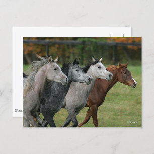 Bob Langrish Four Arab Horses Racing Headshot Postcard
