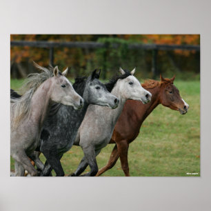 Bob Langrish   Four Arab Horses Racing Headshot Poster