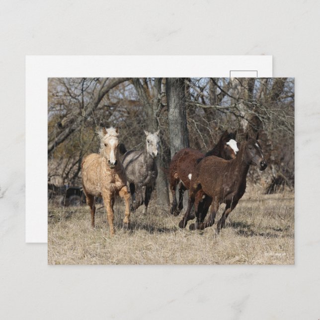 Bob Langrish | Four Bashkir Curly Horses Running Postcard (Front/Back)