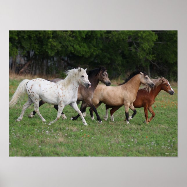 Bob Langrish | Four Ponies Running Together Poster (Front)