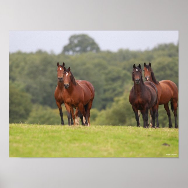 Bob Langrish | Four Welsh Ponies Standing Together Poster (Front)