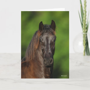 Bob Langrish   Friesian Horse Headshot Card