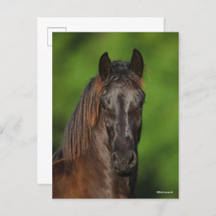 Bob Langrish Friesian Horse Headshot Postcard