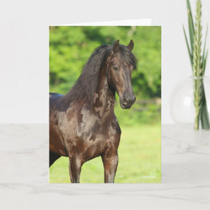 Bob Langrish   Friesian Horse Standing Headshot Card