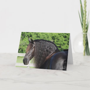 Bob Langrish   Friesian Horse Standing headshot Card