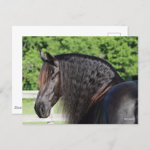 Bob Langrish Friesian Horse Standing headshot Postcard