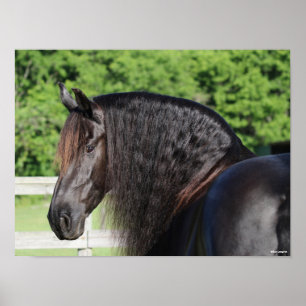 Bob Langrish   Friesian Horse Standing headshot Poster