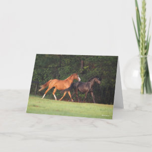 Bob Langrish   German Riding Pony And Oldenburg Card