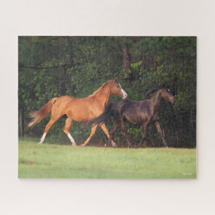 Bob Langrish German Riding Pony And Oldenburg Jigsaw Puzzle