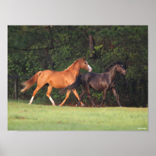 Bob Langrish   German Riding Pony And Oldenburg Poster