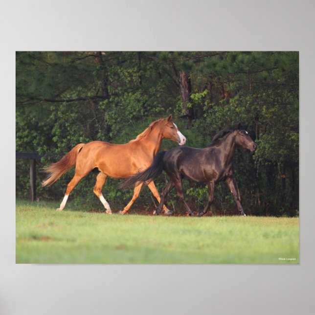 Bob Langrish | German Riding Pony And Oldenburg Poster (Front)