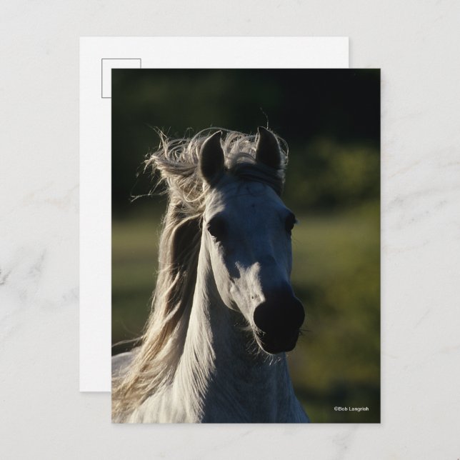 Bob Langrish | Grey Andalucian Headshot Backlit Postcard (Front/Back)