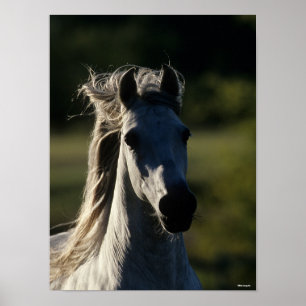 Bob Langrish   Grey Andalucian Headshot Backlit Poster