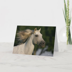 Bob Langrish Grey Andalucian Headshot Mane Flowing Card