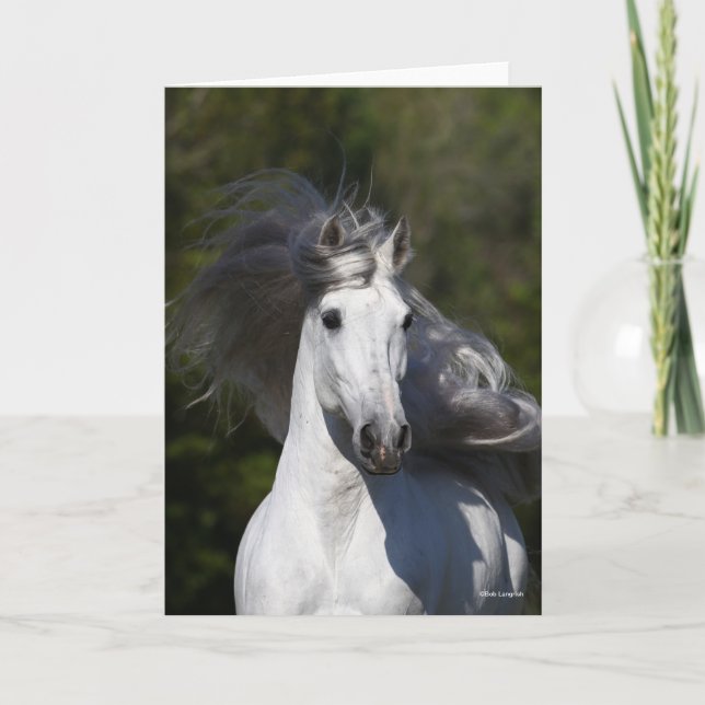 Bob Langrish Grey Andalucian headshot Mane Flowing Card (Front)