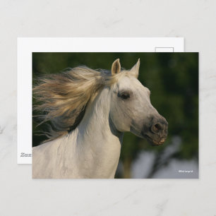 Bob Langrish Grey Andalucian Headshot Mane Flowing Postcard