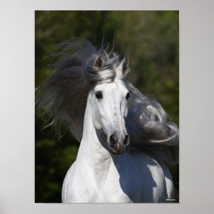 Bob Langrish Grey Andalucian headshot Mane Flowing Poster