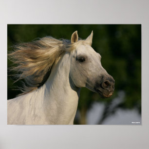 Bob Langrish Grey Andalucian Headshot Mane Flowing Poster