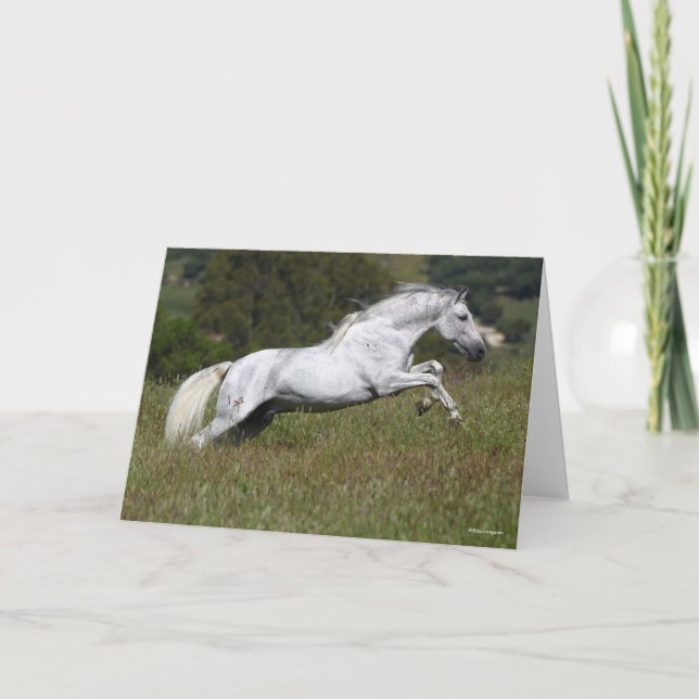 Bob Langrish Grey Andalucian Leaping Through Grass Card (Front)