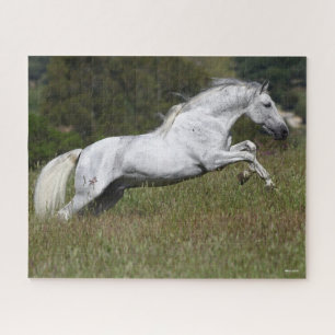 Bob Langrish Grey Andalucian Leaping Through Grass Jigsaw Puzzle