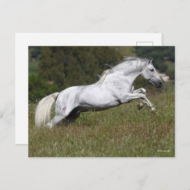 Bob Langrish Grey Andalucian Leaping Through Grass Postcard (Front/Back)