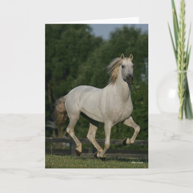 Bob Langrish | Grey Andalucian Running Card (Front)