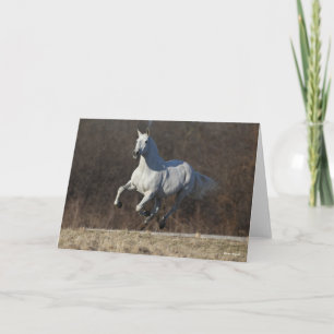 Bob Langrish   Grey Andalucian Running Card