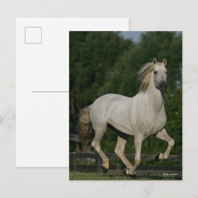 Bob Langrish | Grey Andalucian Running Postcard (Front/Back)