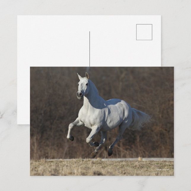 Bob Langrish | Grey Andalucian Running Postcard (Front/Back)