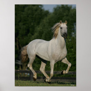 Bob Langrish   Grey Andalucian Running Poster