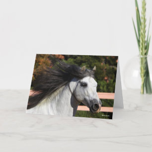 Bob Langrish   Grey Andalucian Stallion Headshot 3 Card